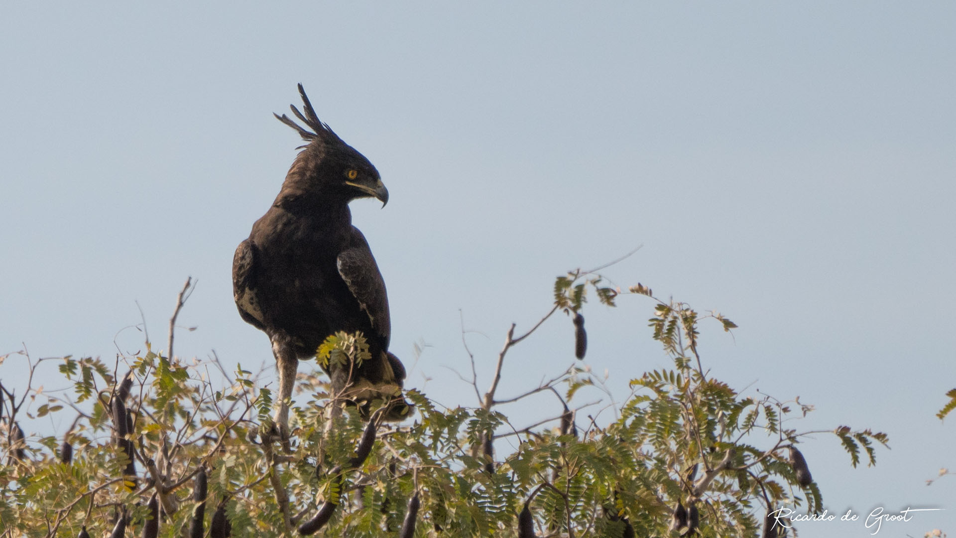 birding tours gambia