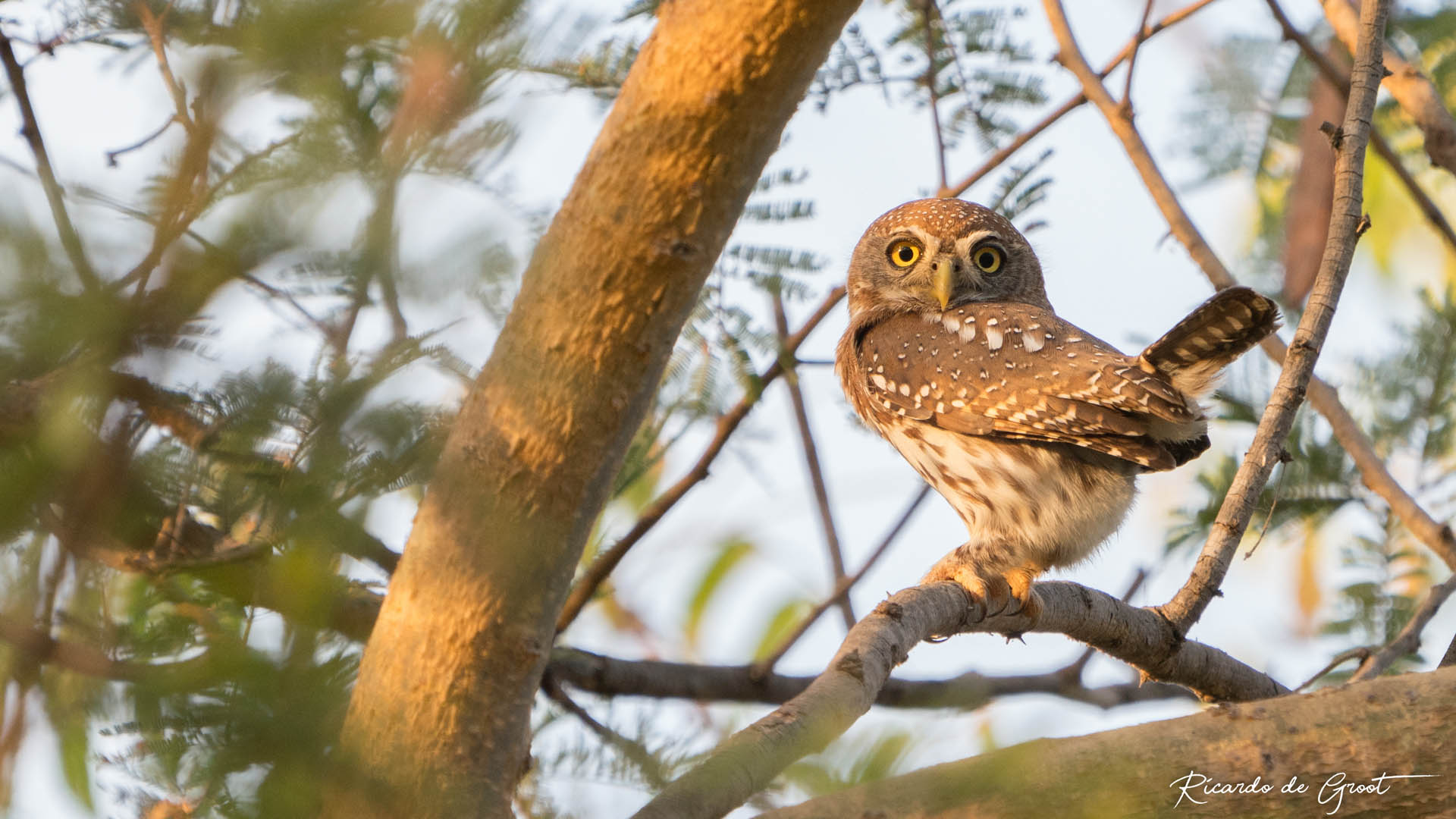 birding tours gambia