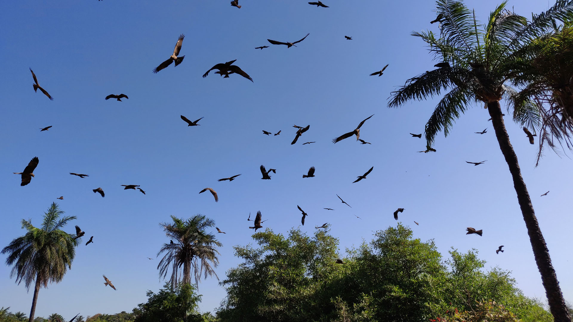 Birds of the Gambia made by photography tour customers