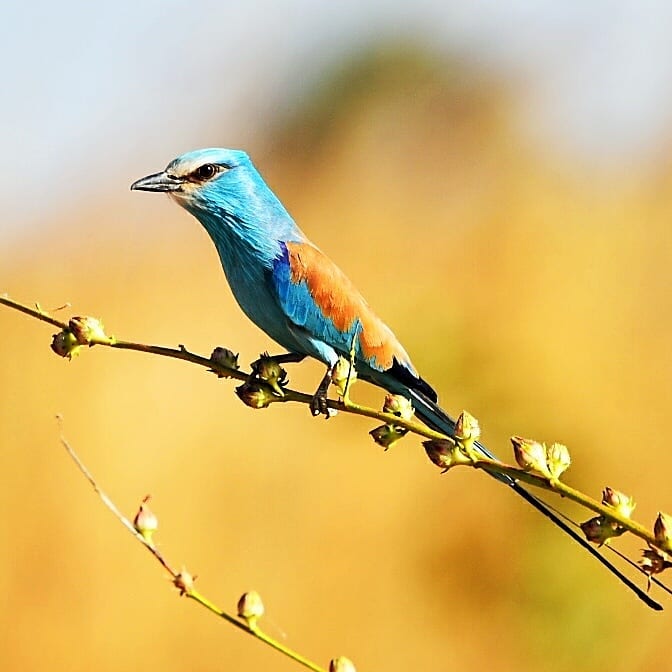 Guided tour, birds of the Gambia