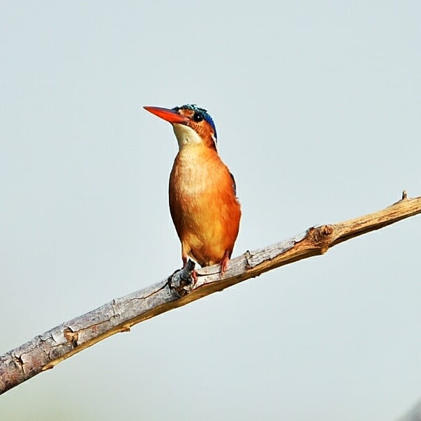 Guided tour, birds of the Gambia