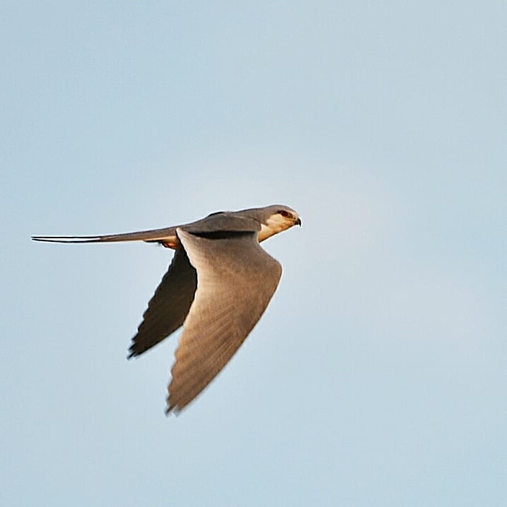 Guided tour, birds of the Gambia