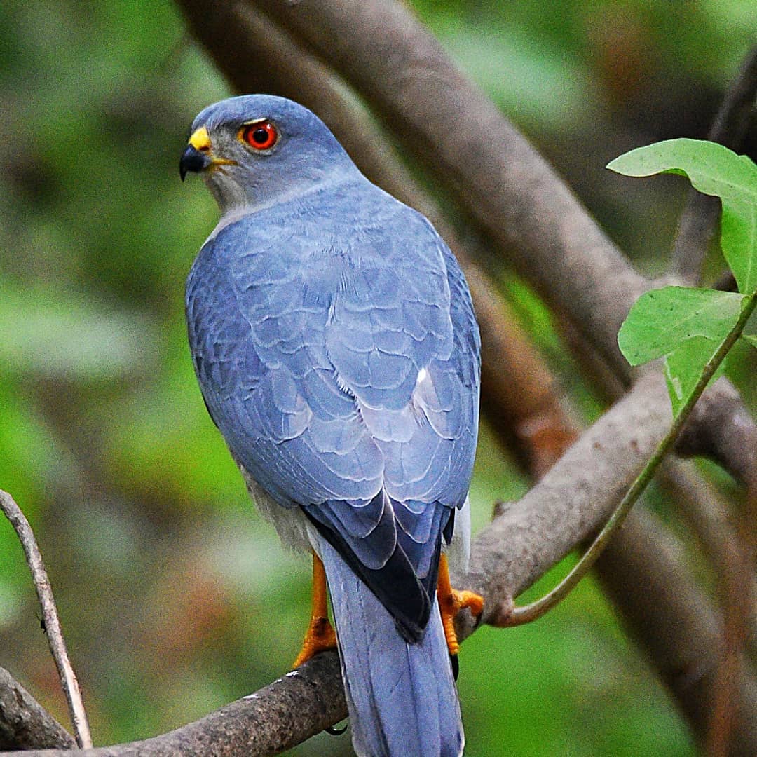 Guided tour, birds of the Gambia