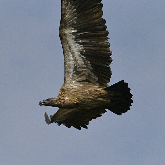 Guided tour, birds of the Gambia