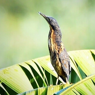 Guided tour, birds of the Gambia