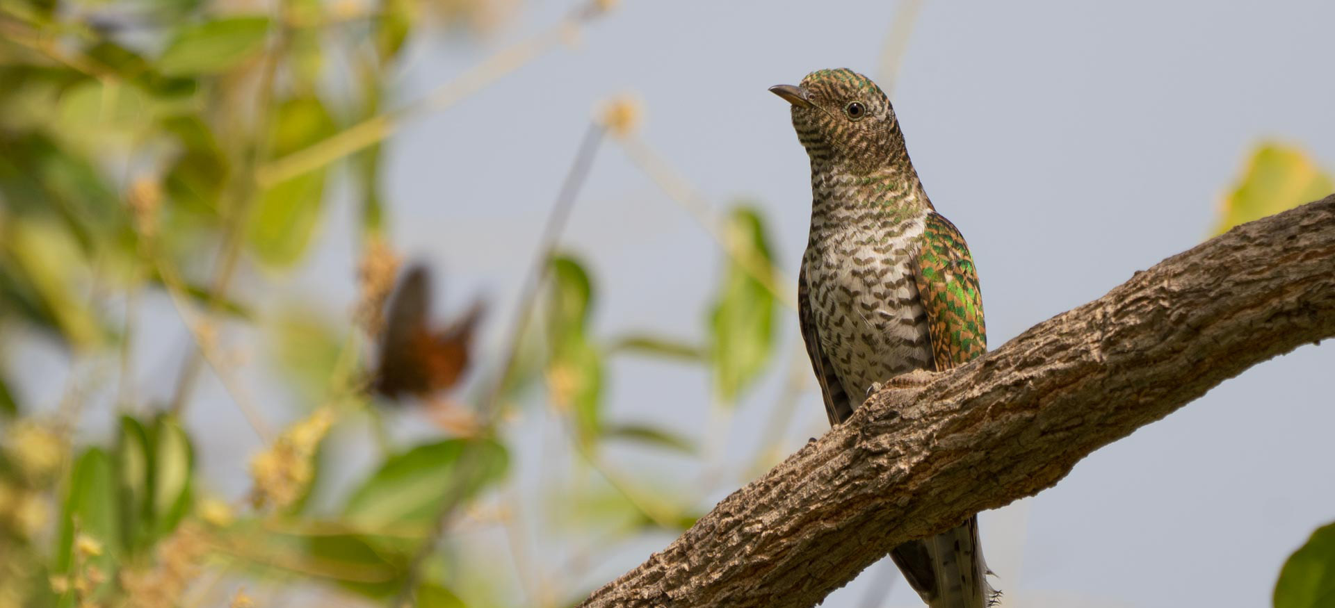 Birds of the Gambia