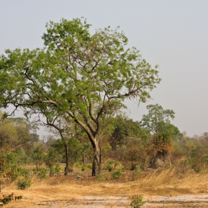 Kiang West National Park