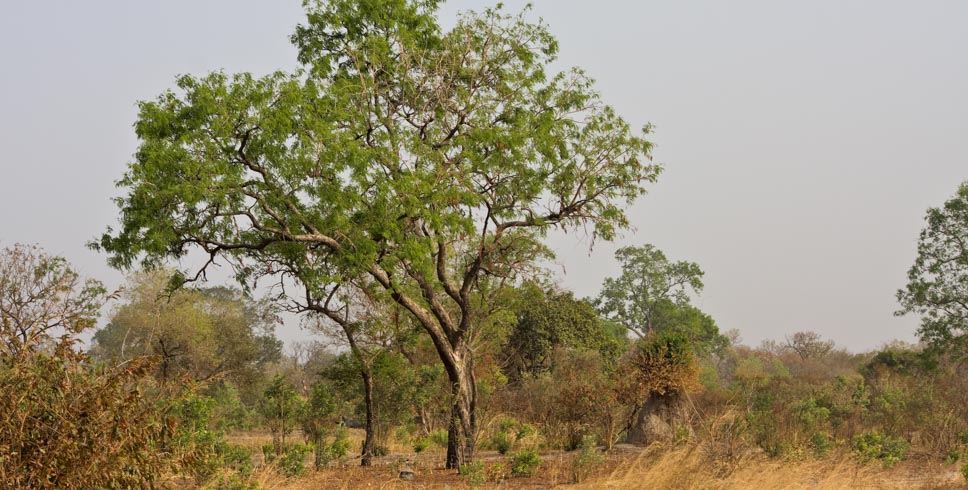 ​​​​​​​Kiang West National Park