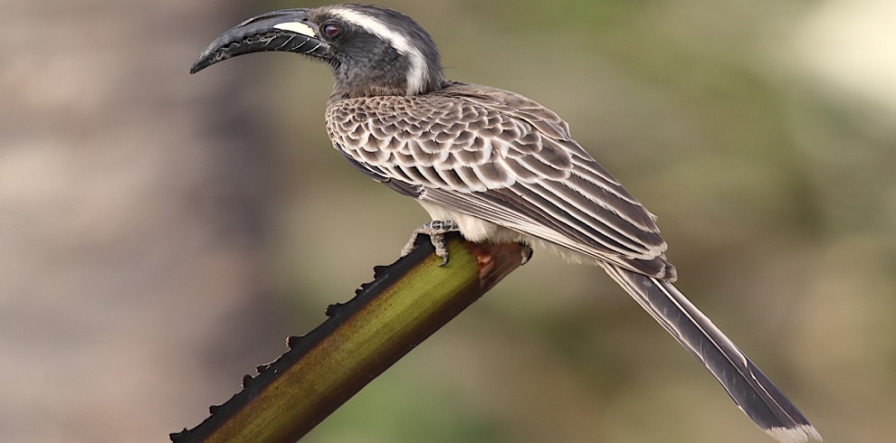 Grey Hornbill (National Bird of Gambia)