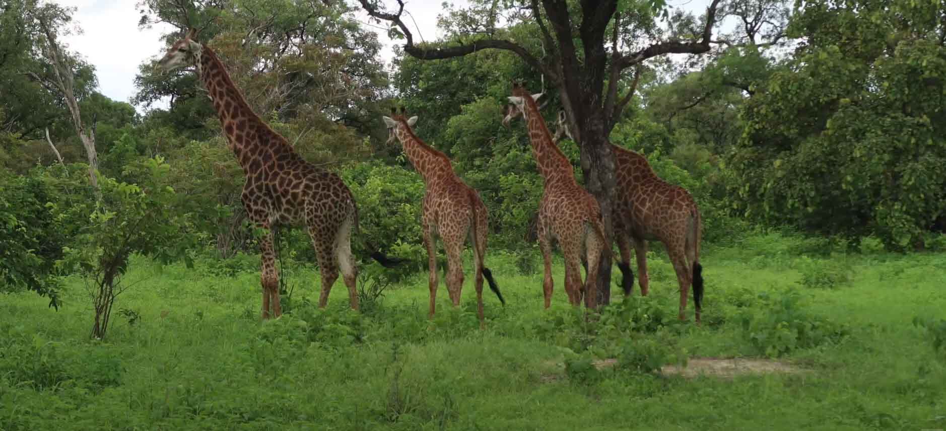 Giraffes of Fathala Wildlife Reserve