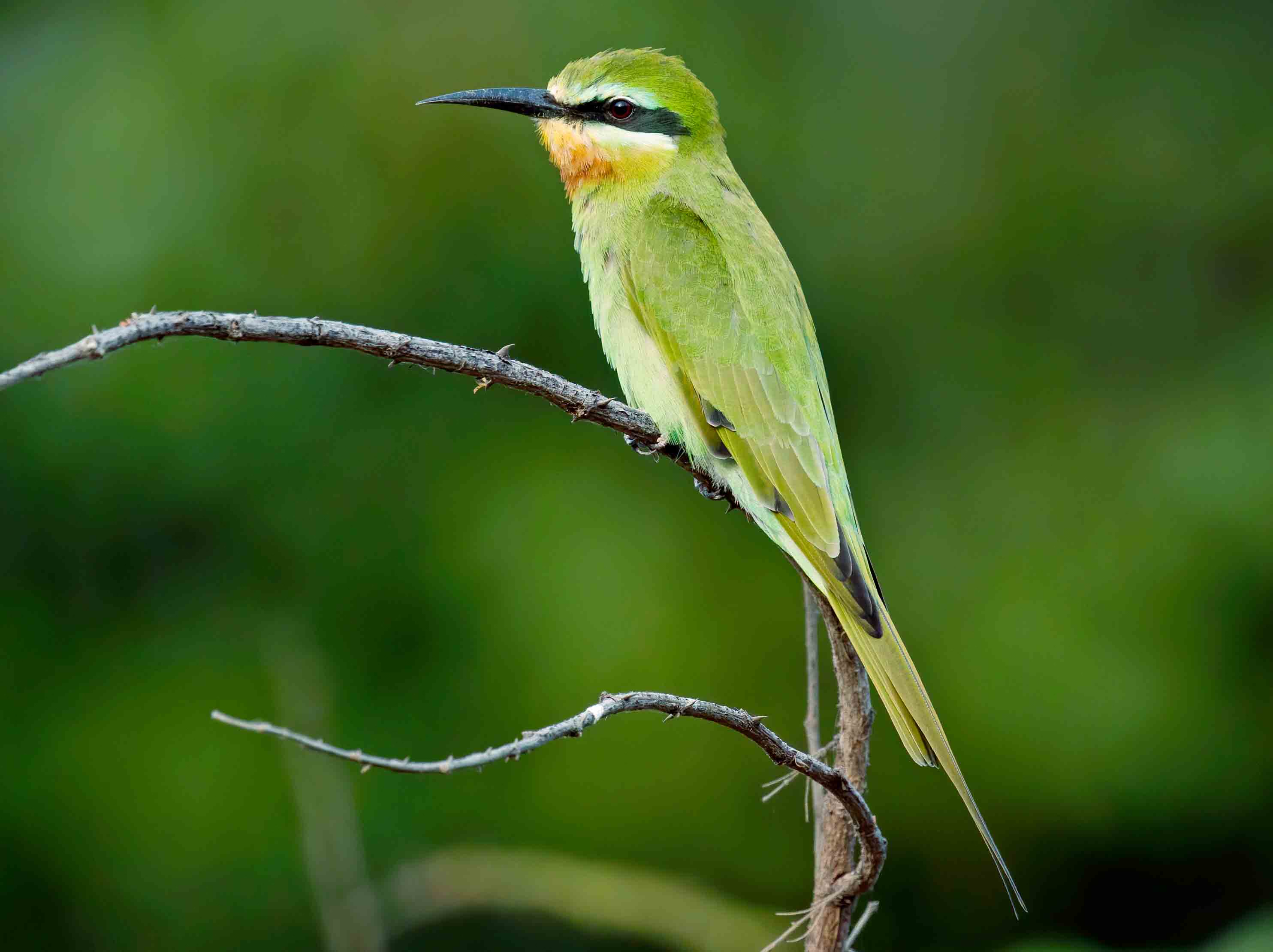 Birds of Fathala Wildlife Reserve